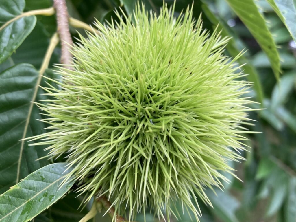 樹木の管理についてどの様な方法が良いのか Sustainabilityが求められる、私たちは何をするのか？