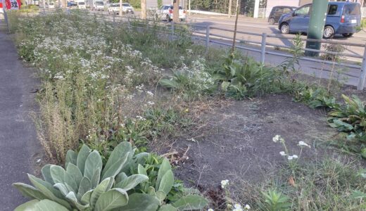 除草剤の跡